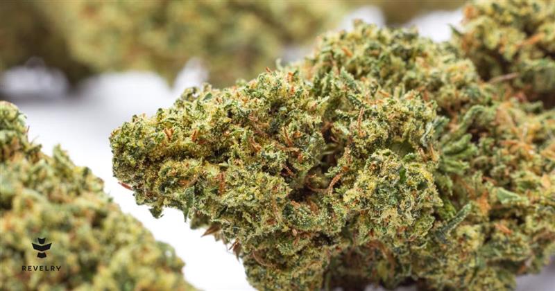 What Is Cannabis Flower? Types, Uses, and Consumption Methods