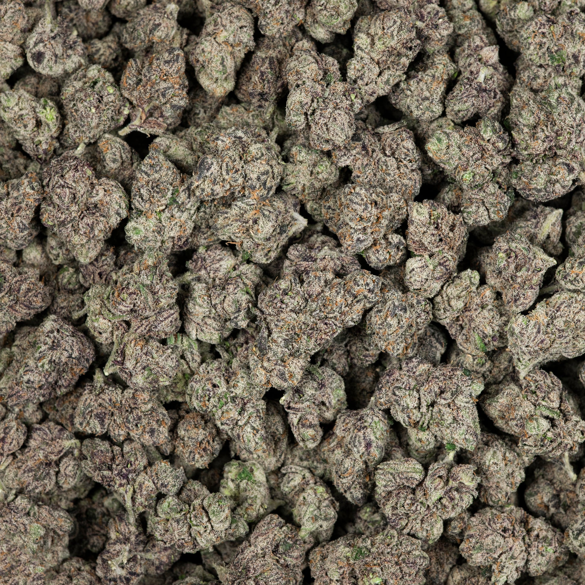 Baggio Gelato Exotic THCA Indica Flower (Indoor) 3