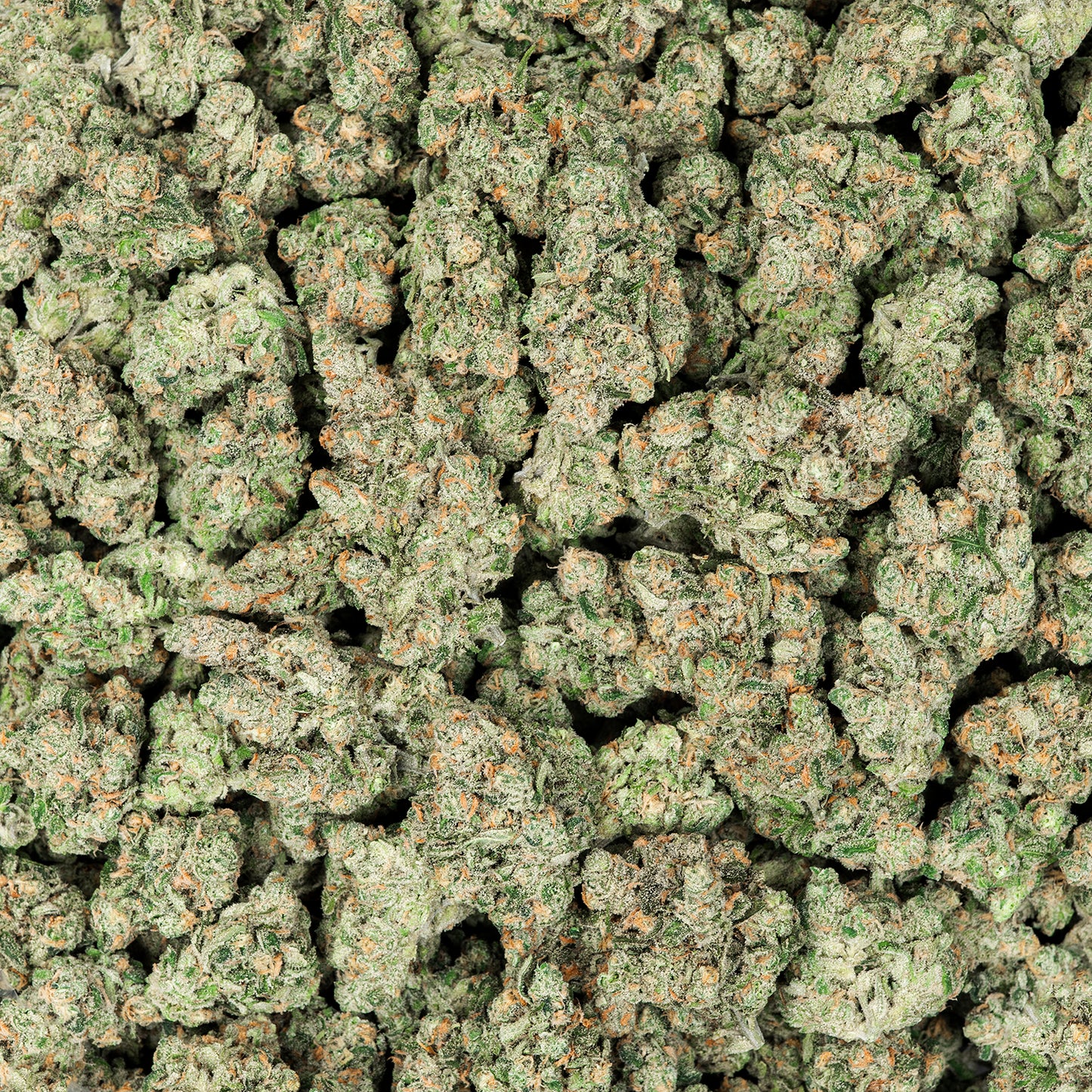 Blue Dream THCA Flower (Indoor)
