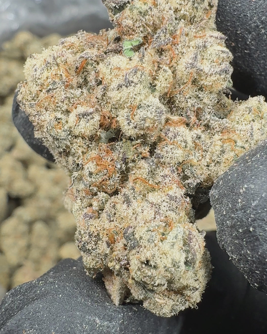 Jungle Driver Exotic THCA Flower (Indoor) 2