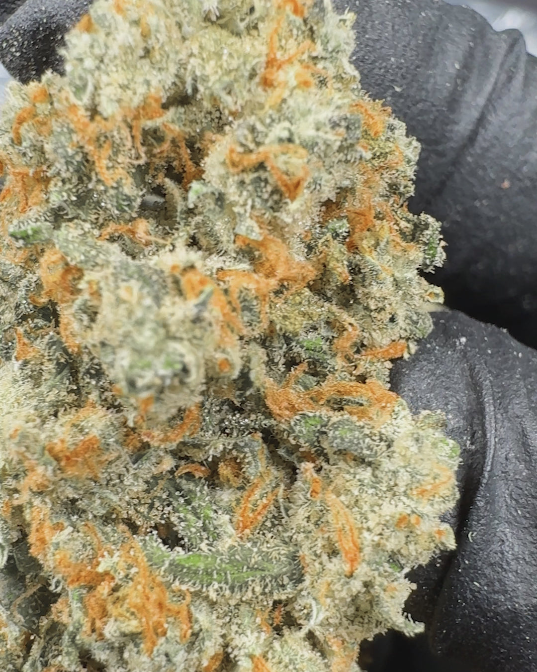 Jack Exotic THCA Flower (Indoor) 2