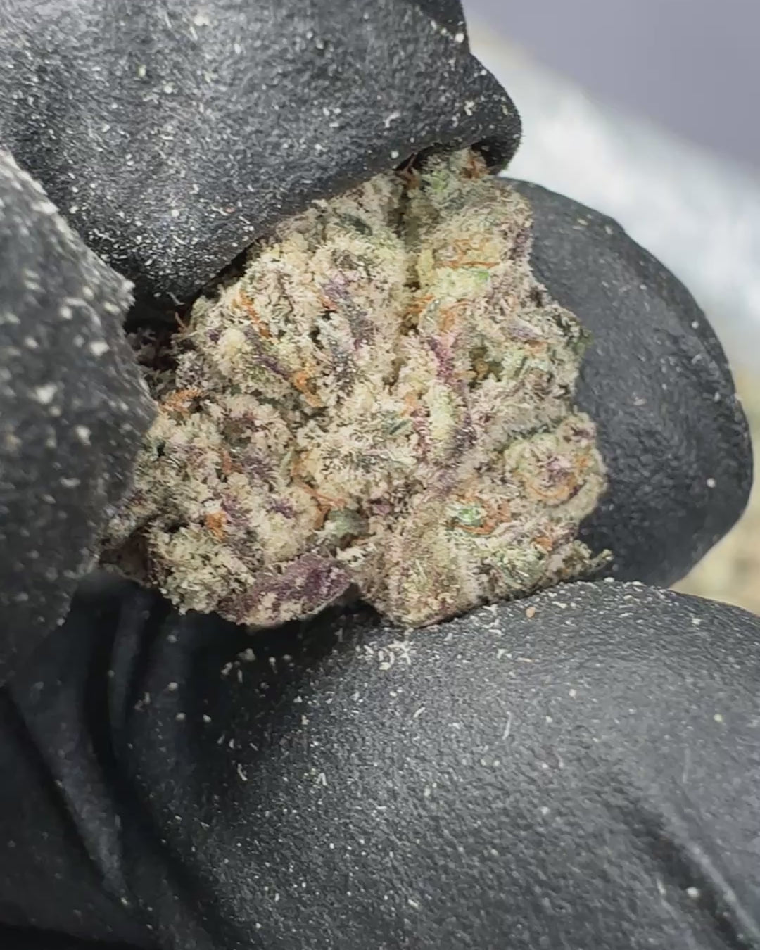 Frosted Runtz Bulk THCA Flower Small Buds (Indoor) 2