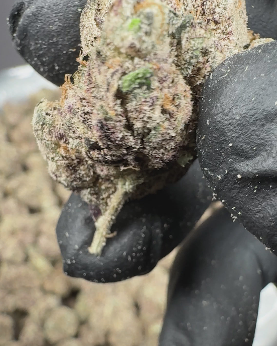 Baggio Gelato Exotic THCA Indica Flower (Indoor) 2