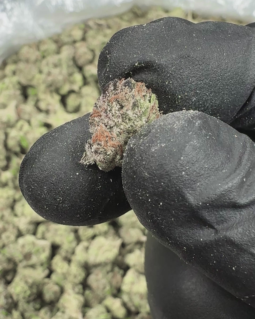 Honeycomb Pave Bulk THCA Flower Small Buds (Indoor) 2