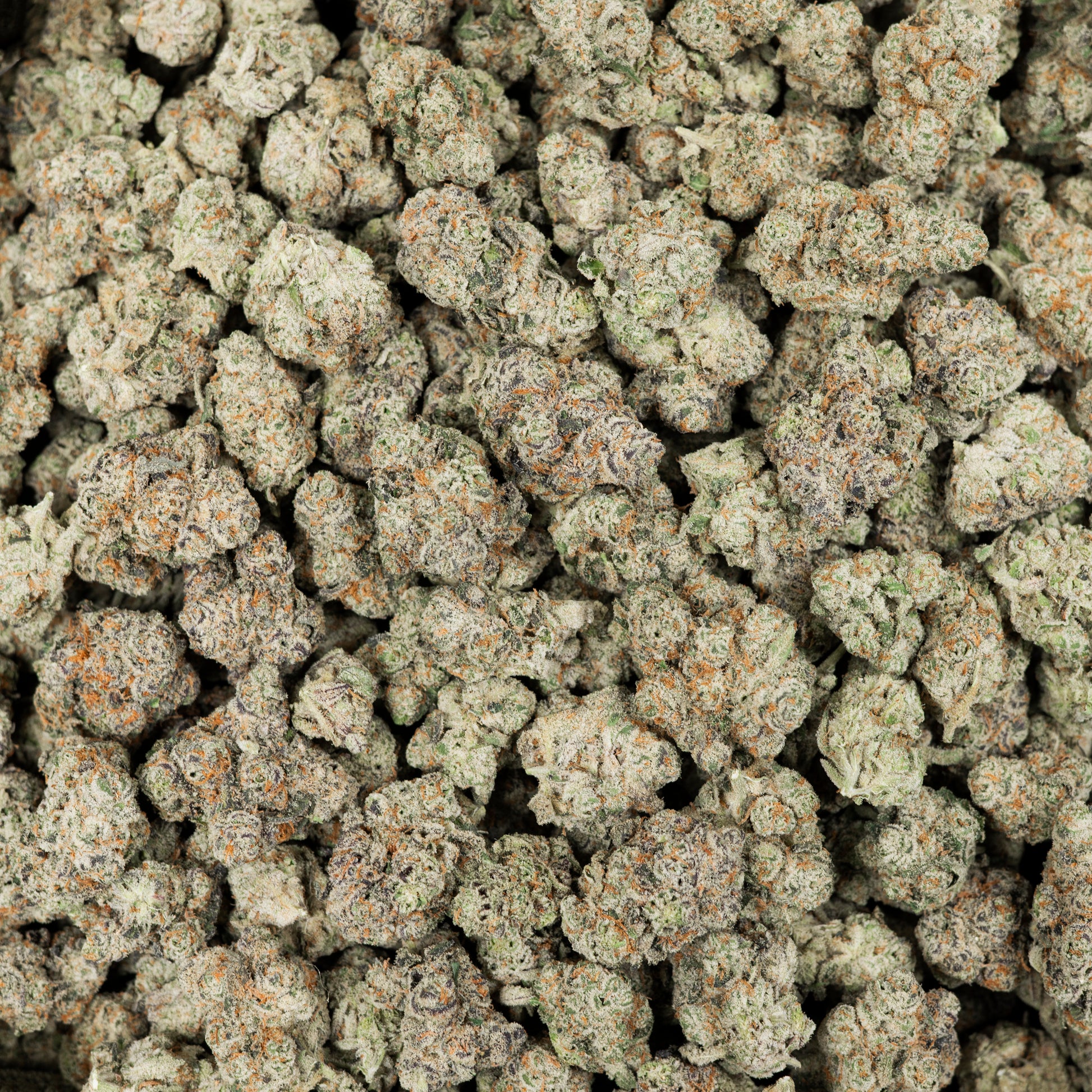 Bulk Wham Berries AAA THCA Flower (Indoor) 3