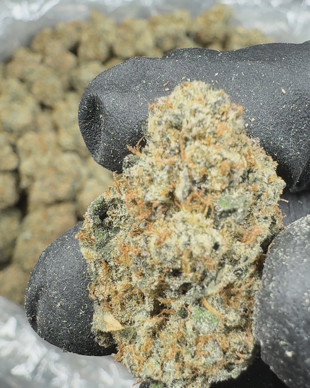 Blueberry Cheesecake AAA THCA Flower (Indoor) 2