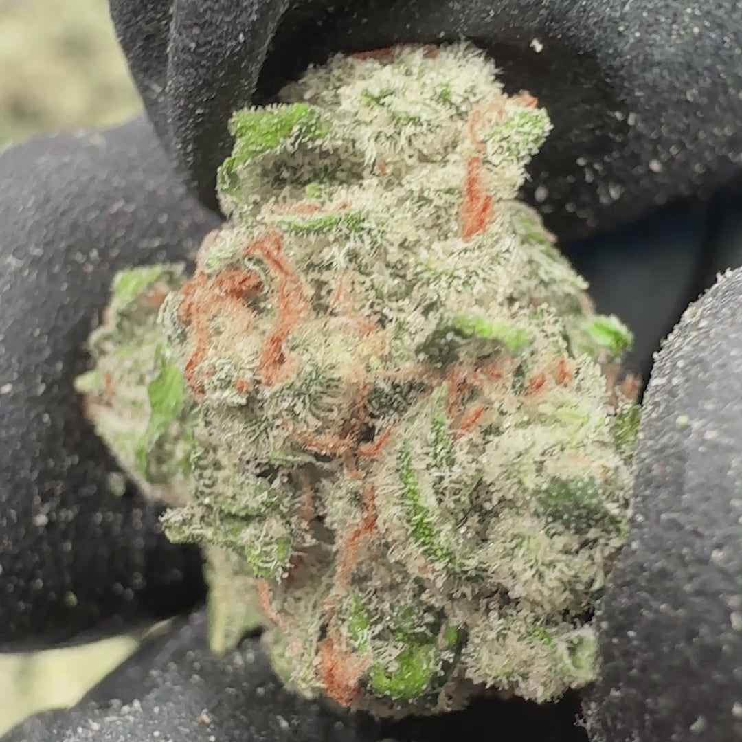 Jack THCA Small Buds – Exotic Sativa Smalls