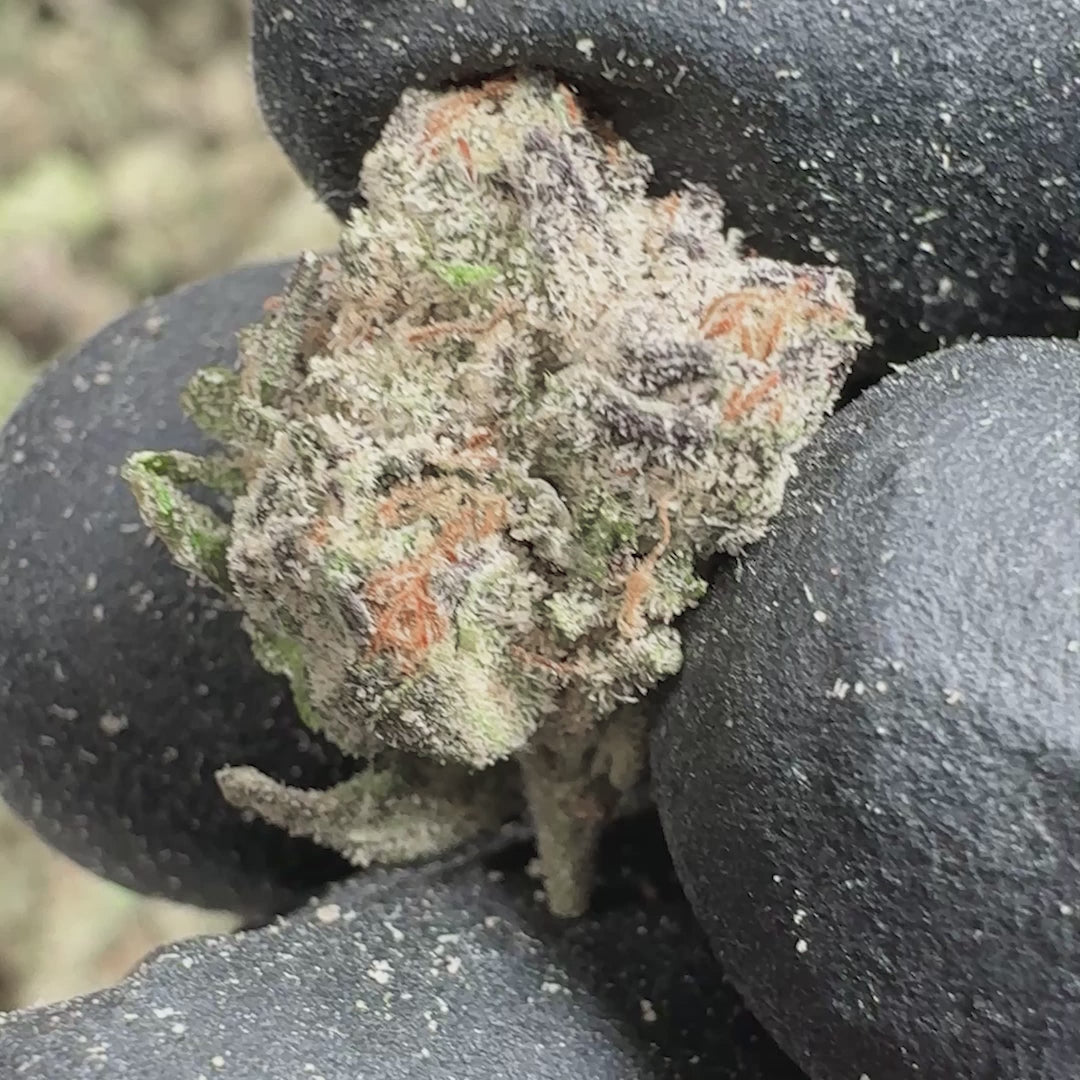 Crunch Berries Bulk Indica THCA Flower Small Buds (Indoor)