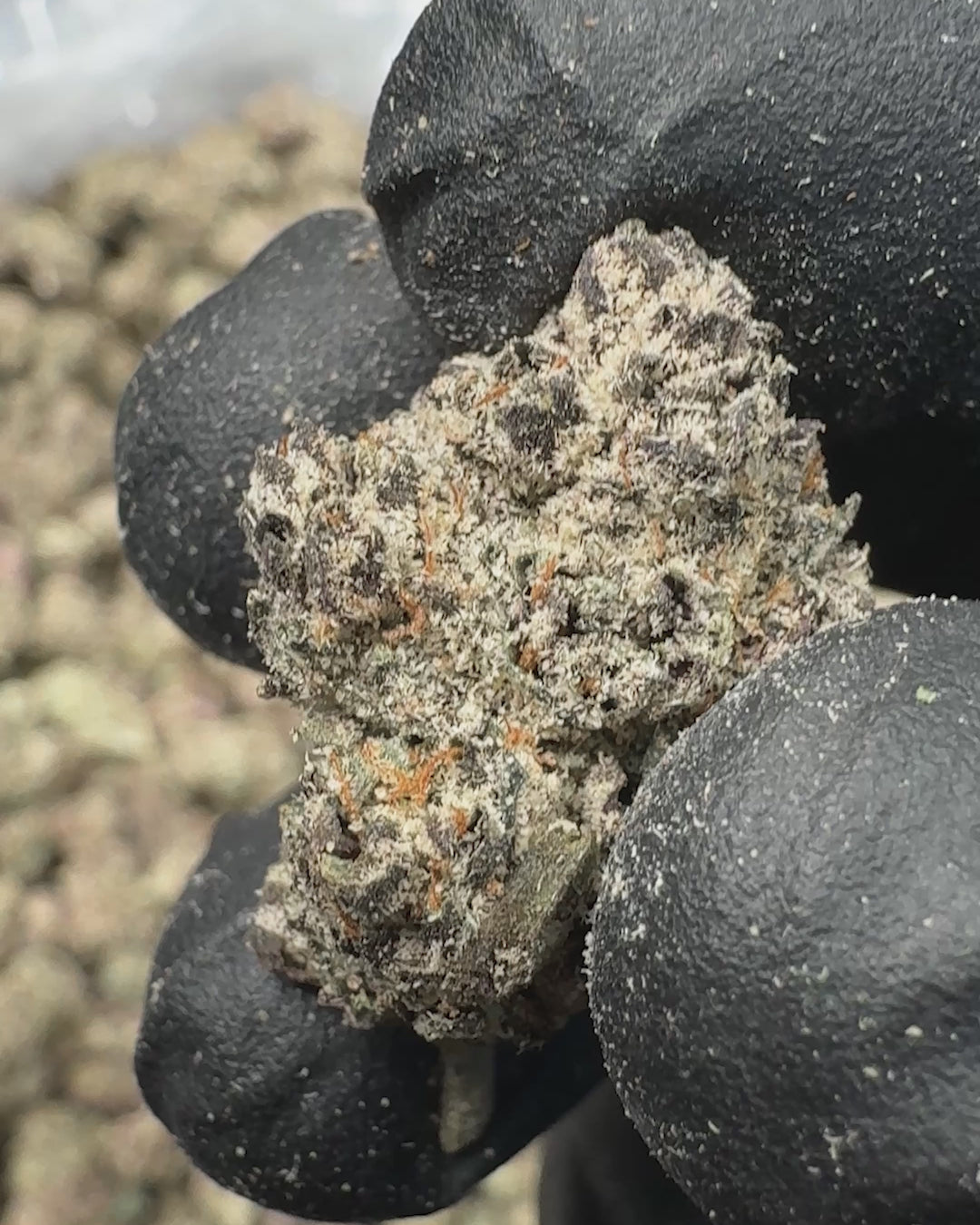 Twisted Mint THCA Flower Small Buds (Indoor) 2