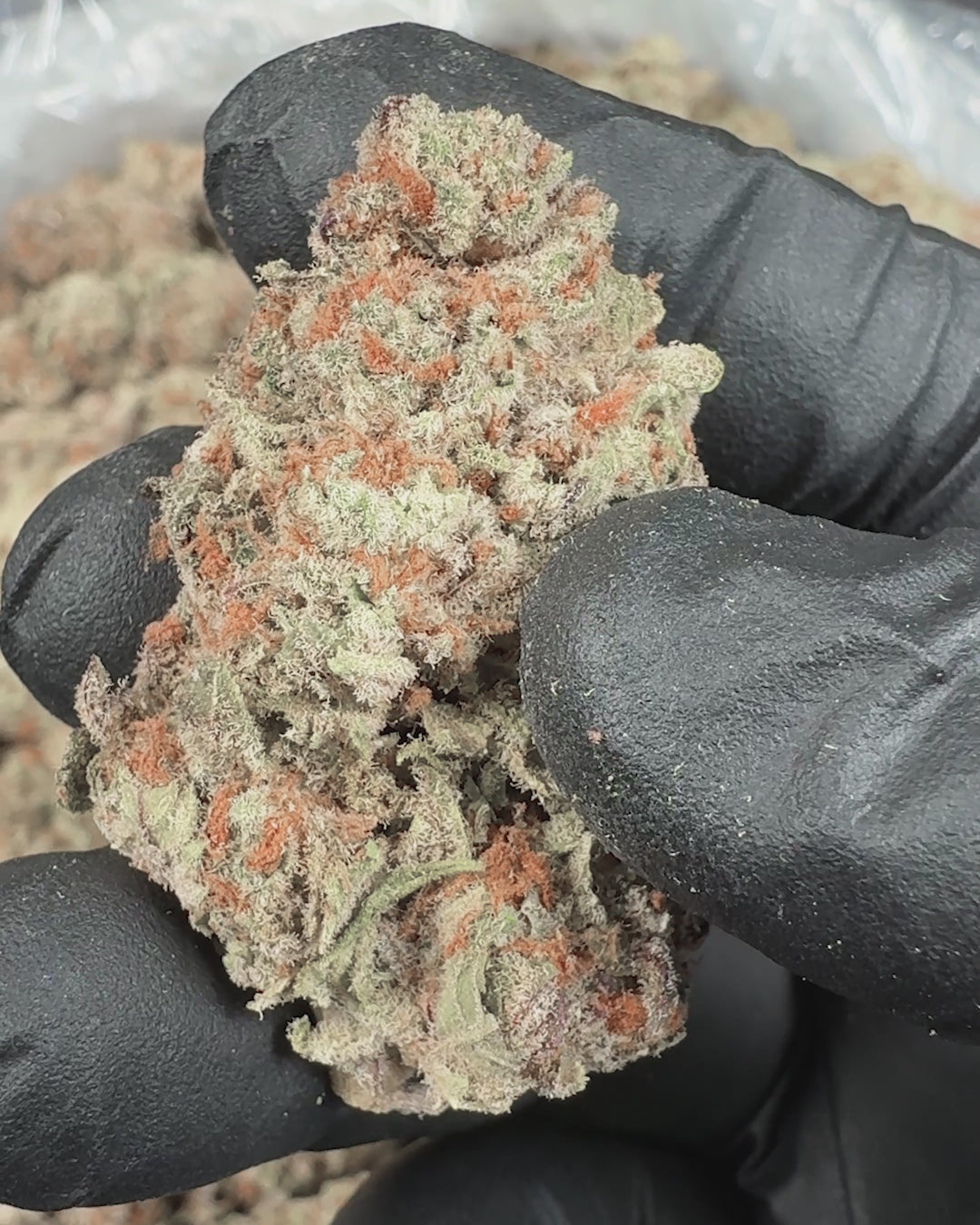 Revelry Reserve | Blueberry Pancakes THCA Flower 2