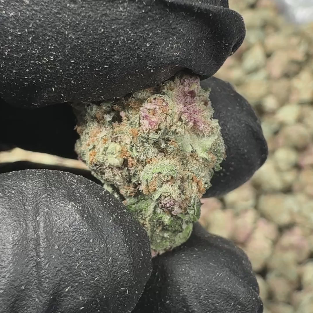 Cherry Sunrise Bulk Sativa THCA Flower Small Buds (Indoor)