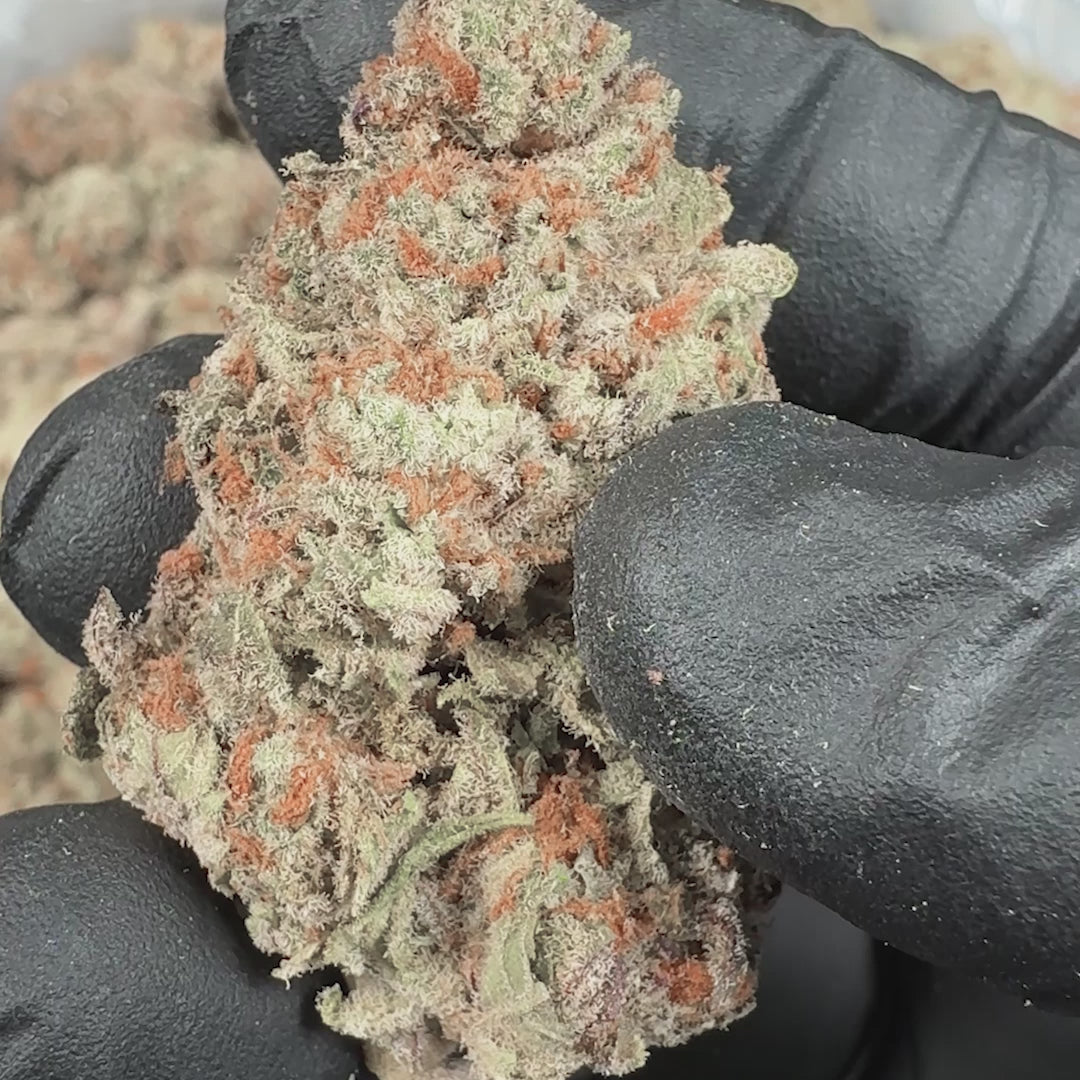 Revelry Reserve | Blueberry Pancakes Hybrid THCA Flower