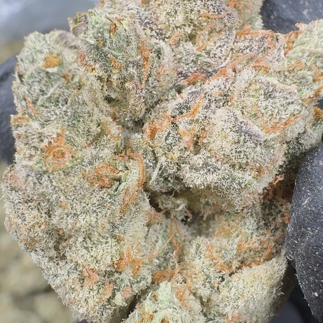 White Gummies AAA Hybrid THCA Flower (Indoor)