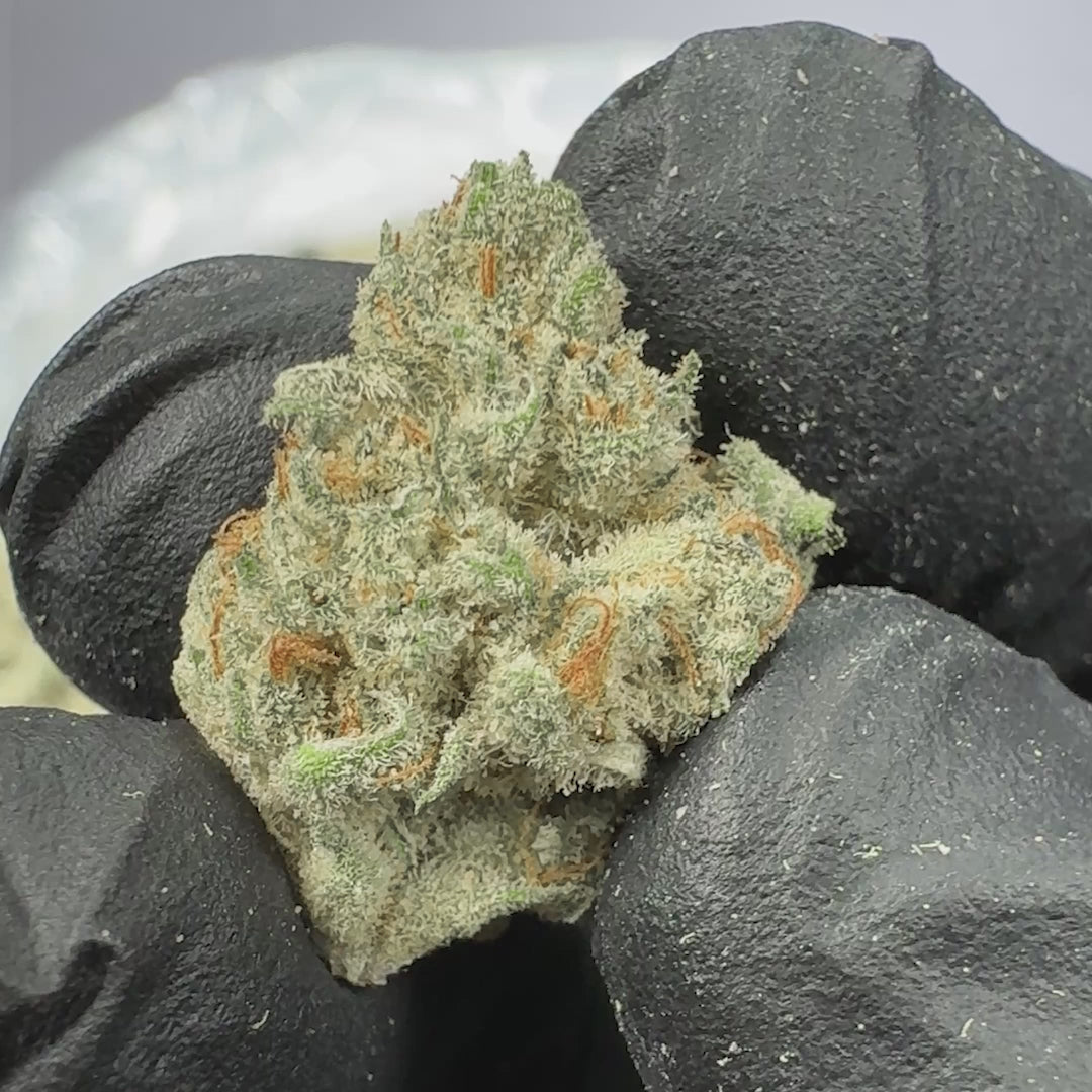 Citrus Smoothie Bulk Sativa THCA Flower Small Buds (Indoor)