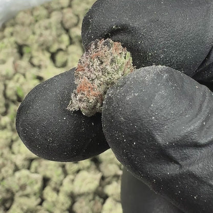 Honeycomb Pave Bulk Hybrid THCA Flower Small Buds (Indoor)