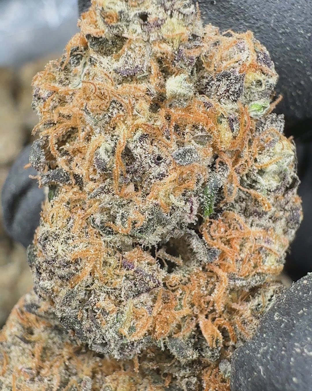 Pink Warheads AAA THCA Flower (Indoor) 2