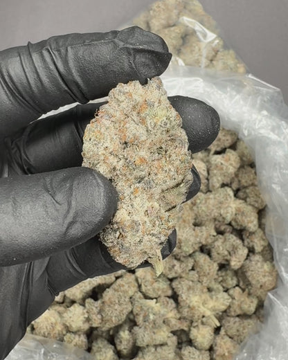White Truffle THCA Flower (Indoor)