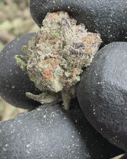 Crunch Berries THCA Flower Small Buds (Indoor) media-2