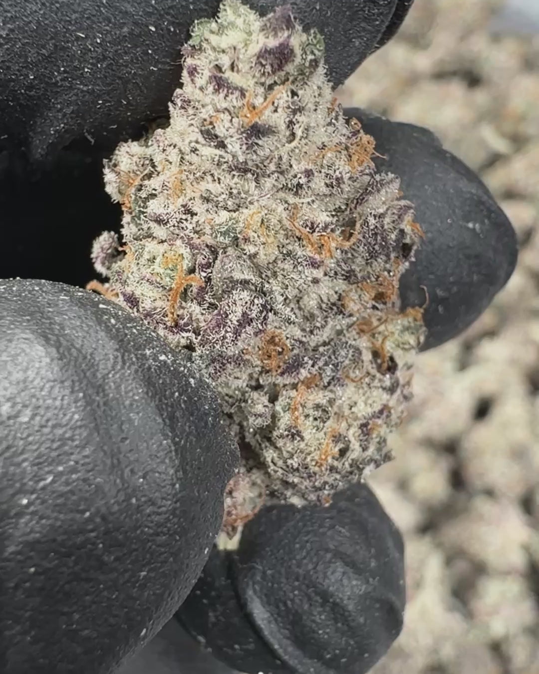 Candied Truffles THCA Flower Small Buds (Indoor) 2