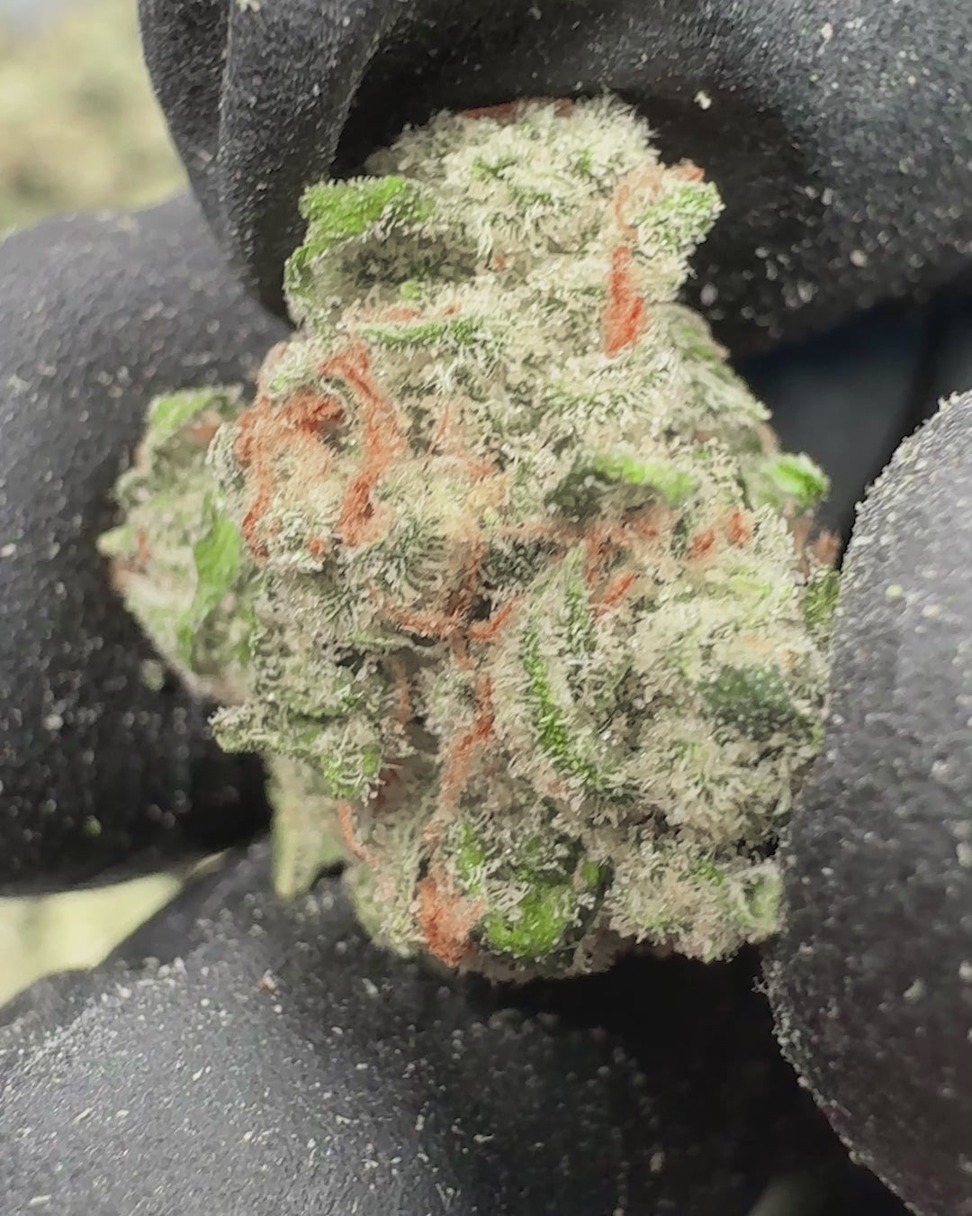 Jack THCA Flower Small Buds (Indoor) 2
