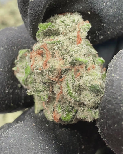Jack THCA Flower Small Buds (Indoor) media-2
